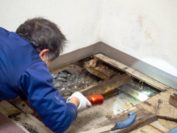 Best Certified Mold Removal  in Lakewood, WA