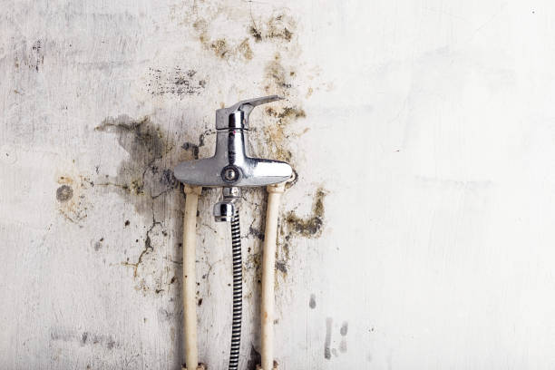 Best Mold Removal Near Me  in Lakewood, WA