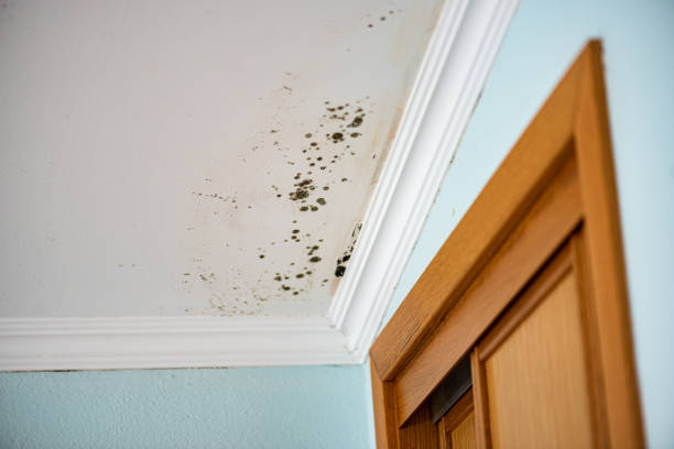 Best Mold Testing  in Lakewood, WA