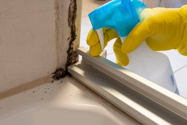 Best Commercial Mold Removal  in Lakewood, WA