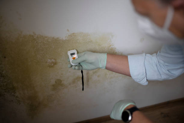 Best Mold Remediation  in Lakewood, WA