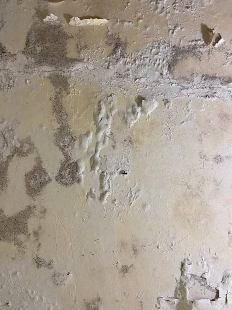 Professional Mold Removal in Lakewood, WA