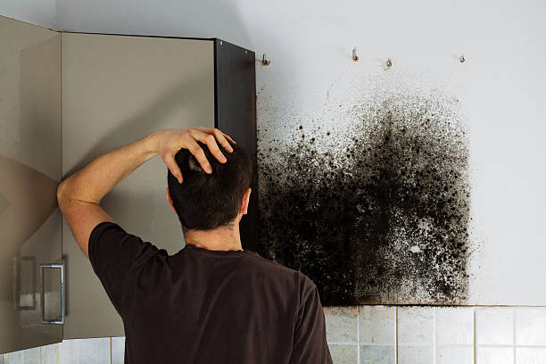 Best Mold Removal Company Near Me  in Lakewood, WA
