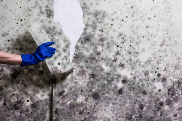 Best Mold Testing  in Lakewood, WA